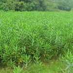 沭陽久久干花工藝品廠——助力園林綠化工程的優(yōu)雅解決方案（信息見于農(nóng)苗網(wǎng)第7頁）